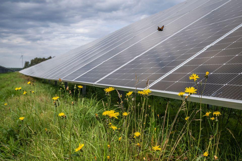 Skarta Energy rakennuttaa aurinkopuiston Pälkäneelle